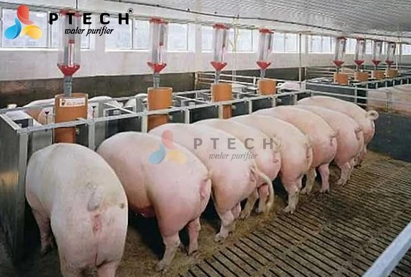 Xử lý nước thải ngành chăn nuôi